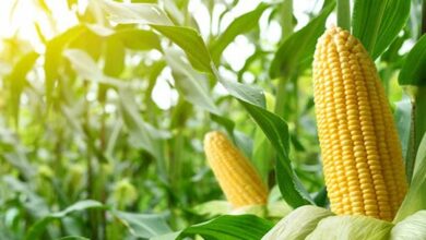 Accelerated maize development scheme