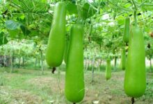 Benefits of gourd cultivation