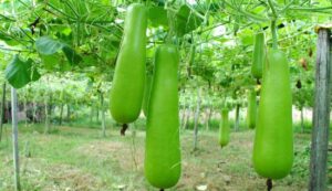 Benefits of gourd cultivation