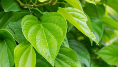 Betel cultivation