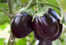 Brinjal cultivation