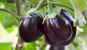 Brinjal cultivation