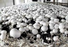 Button mushroom cultivation