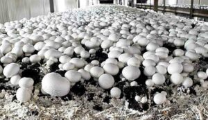 Button mushroom cultivation