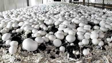 Button mushroom cultivation