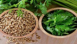 Coriander cultivation