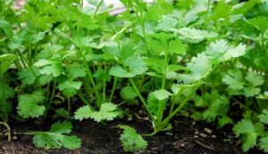 Coriander sowing tips