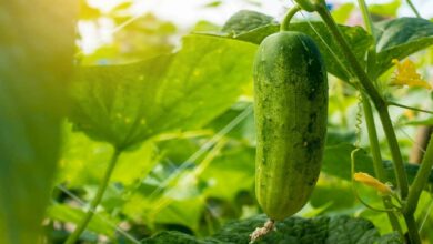 Cucumber cultivation tips