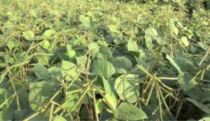 Cultivation of mung bean