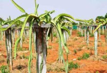 Dragon fruit farming