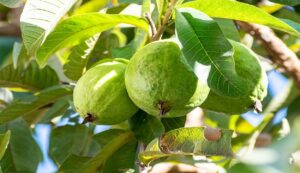 Guava cultivation