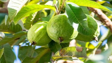 Guava cultivation