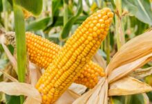 Maize cultivation