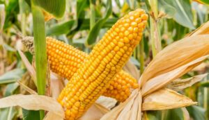 Maize cultivation