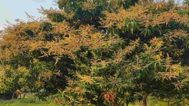 Mango cultivation