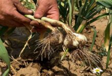 Onion crop diseases