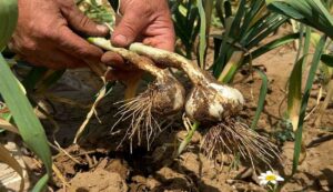 Onion crop diseases