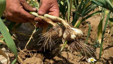 Onion crop diseases