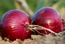 Onion cultivation