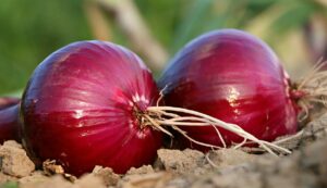 Onion cultivation