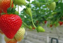 Strawberry farming profit