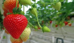 Strawberry farming profit