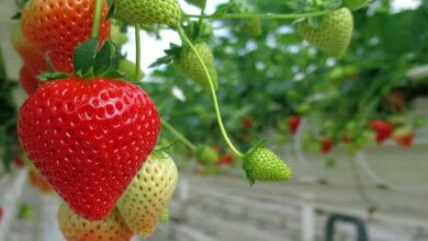 Strawberry farming profit