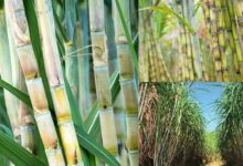 Sugarcane farming tips