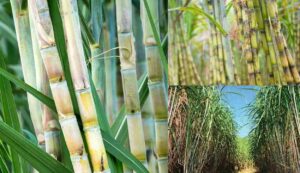 Sugarcane farming tips