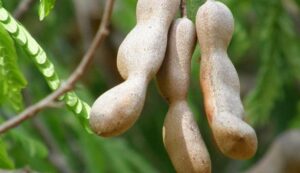 Tamarind farming