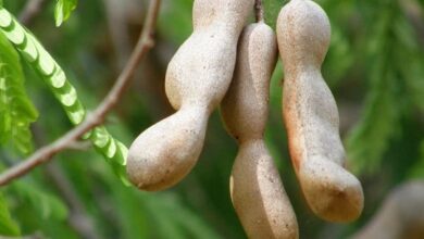 Tamarind farming